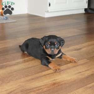 Stella, Rottweiler Puppy